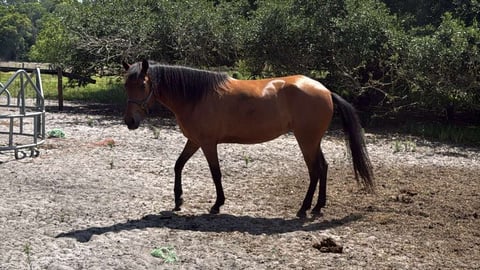 Brown horse standing in a gravel paddock with metal fencing and green trees in background