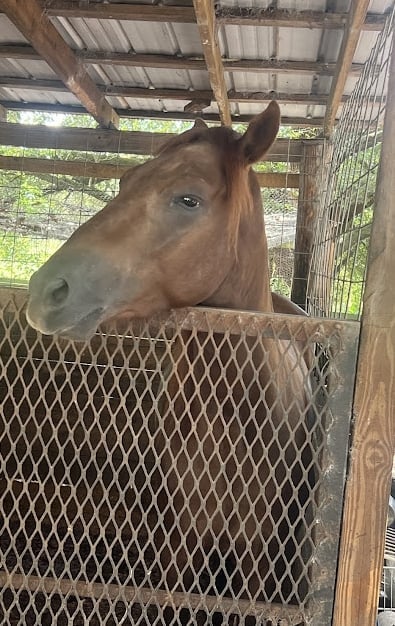 Horse at barn