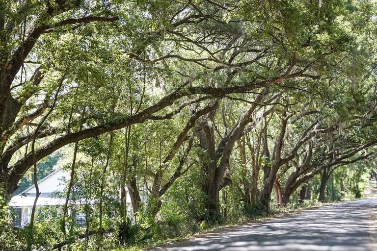Tree-lined rural road with mature trees creating a natural canopy overhead and a glimpse of water visible on the left side