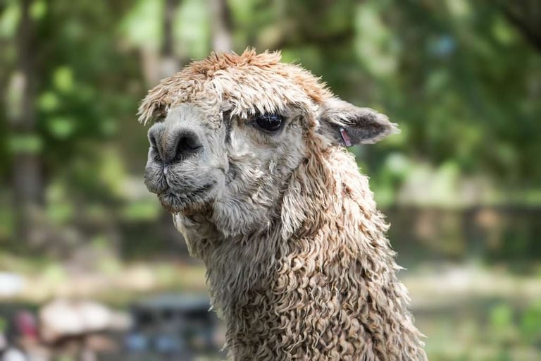 Close-up of a llamas head with tan and white woolly fur, looking toward the camera with a blurred green background